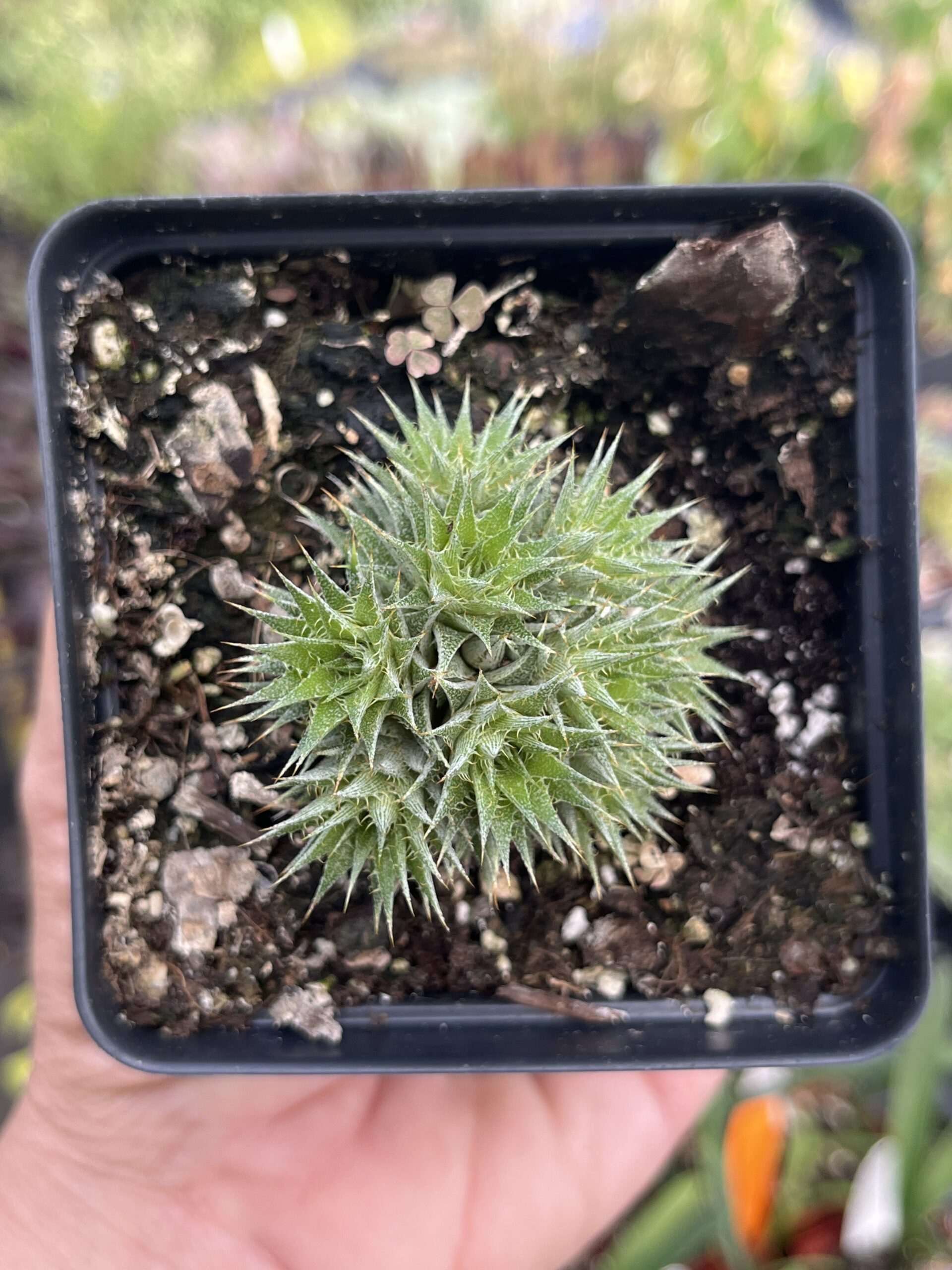 Deuterocohnia brevifolia var. brevifolia - Image 3