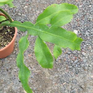Queen of the Night (Epiphyllum oxypetalum)