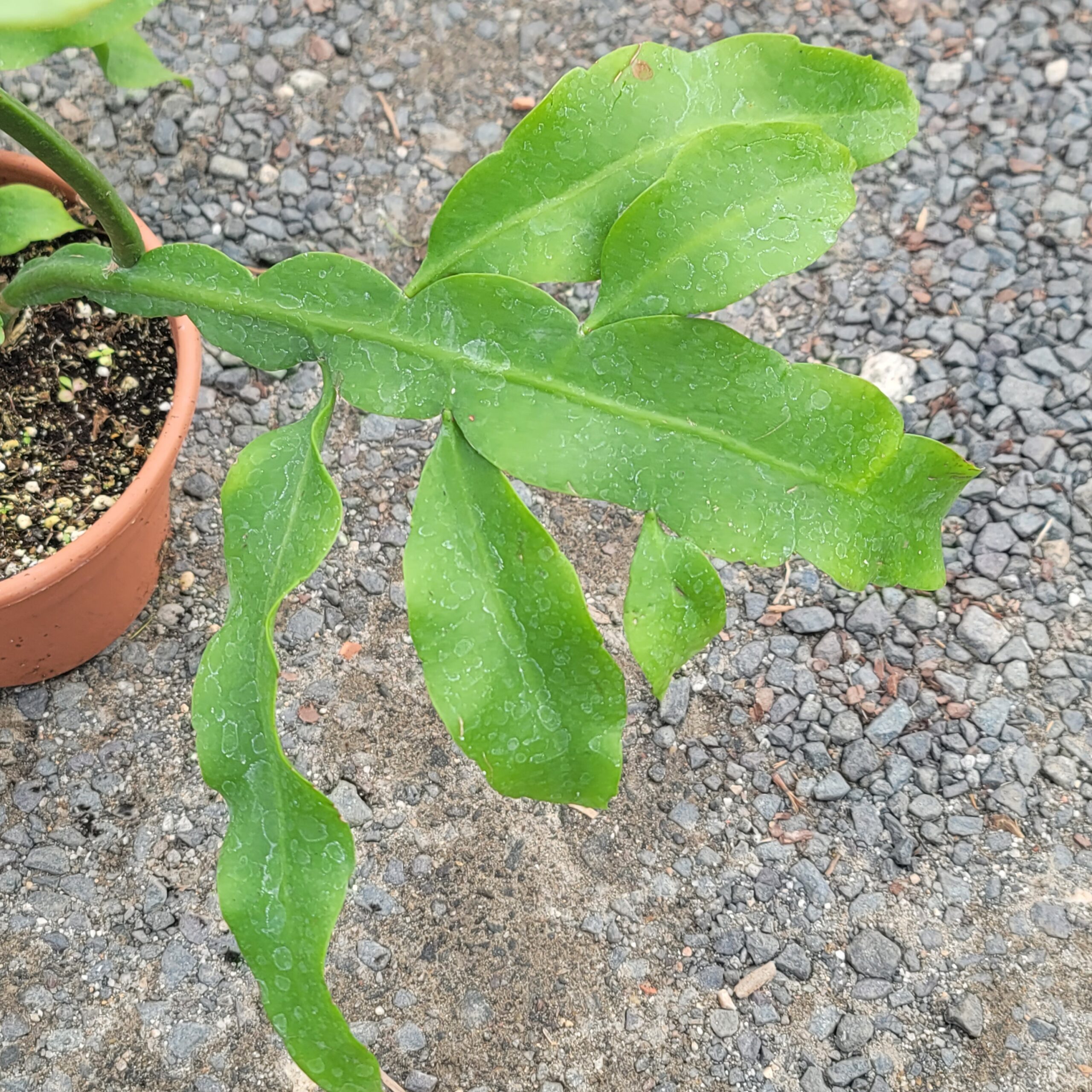 Queen of the Night (Epiphyllum oxypetalum)