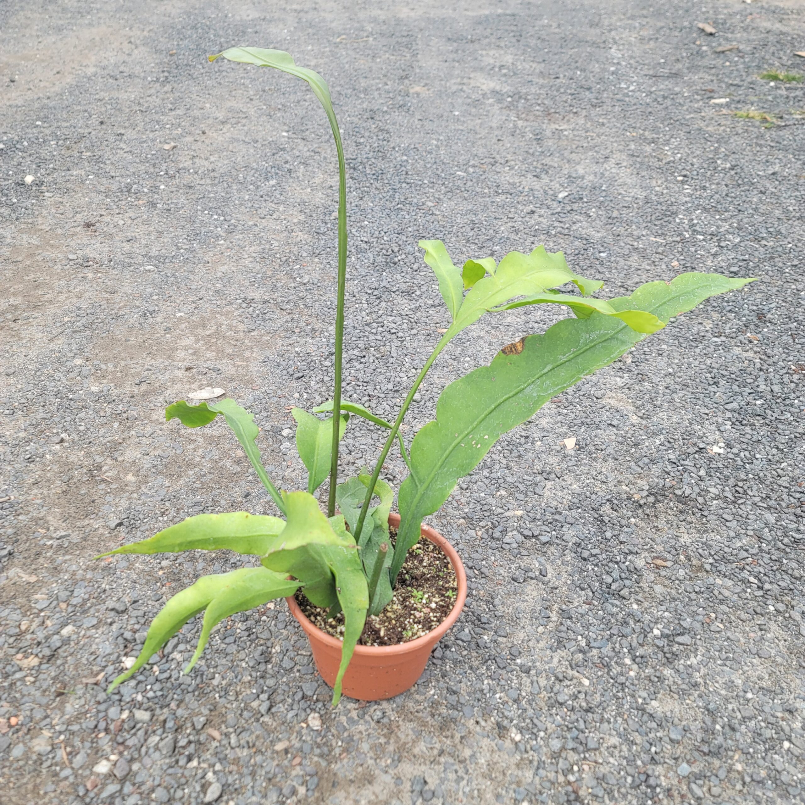 Queen of the Night (Epiphyllum oxypetalum) - Image 6
