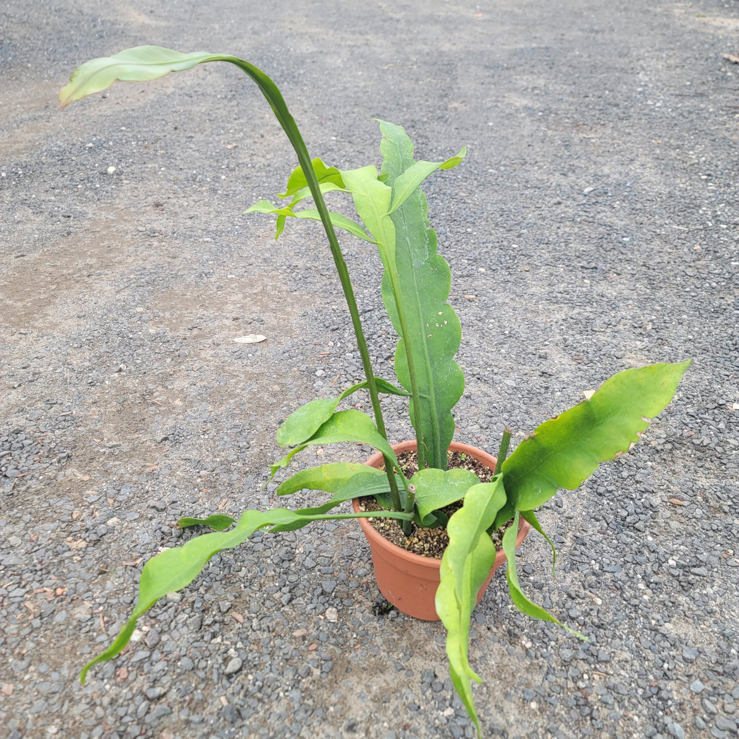 Queen of the Night (Epiphyllum oxypetalum) - Image 4