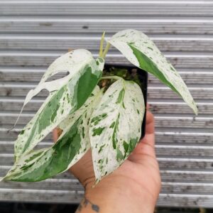 Epipremnum Pinnatum marble
