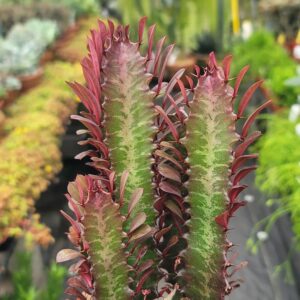 Euphorbia Trigona Rubra