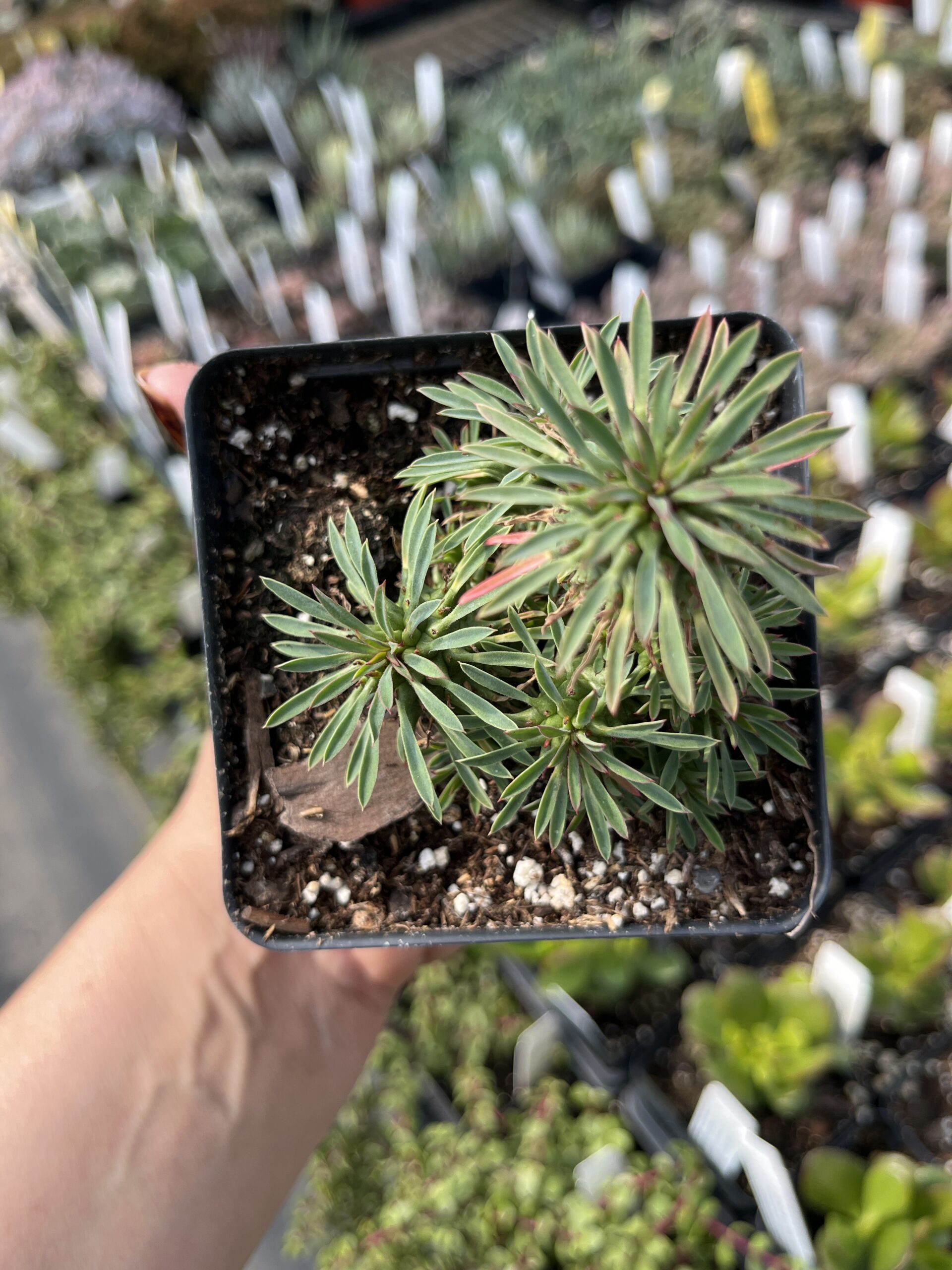 Euphorbia spiralis - Image 3
