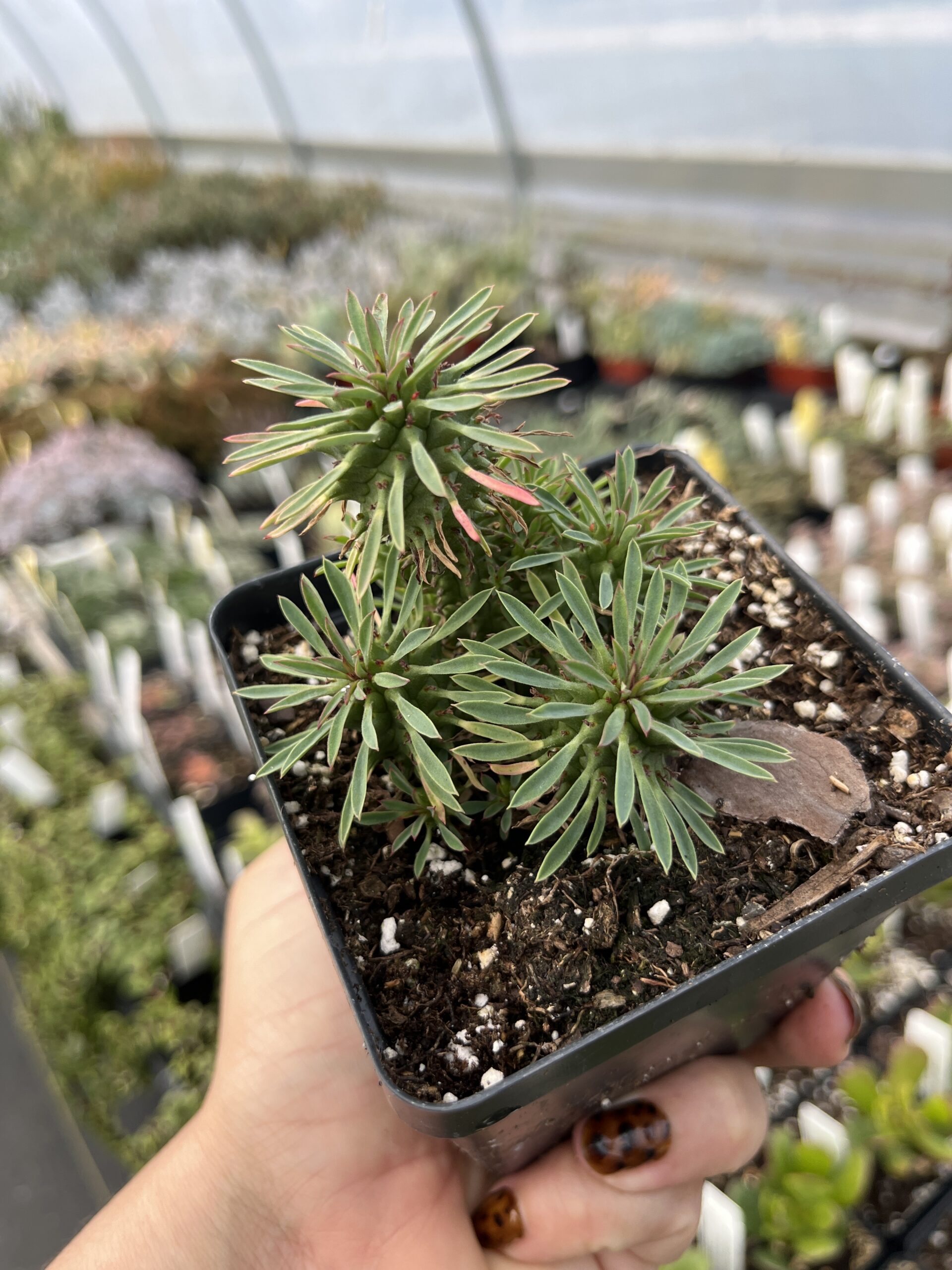 Euphorbia spiralis - Image 2