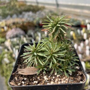 Euphorbia spiralis