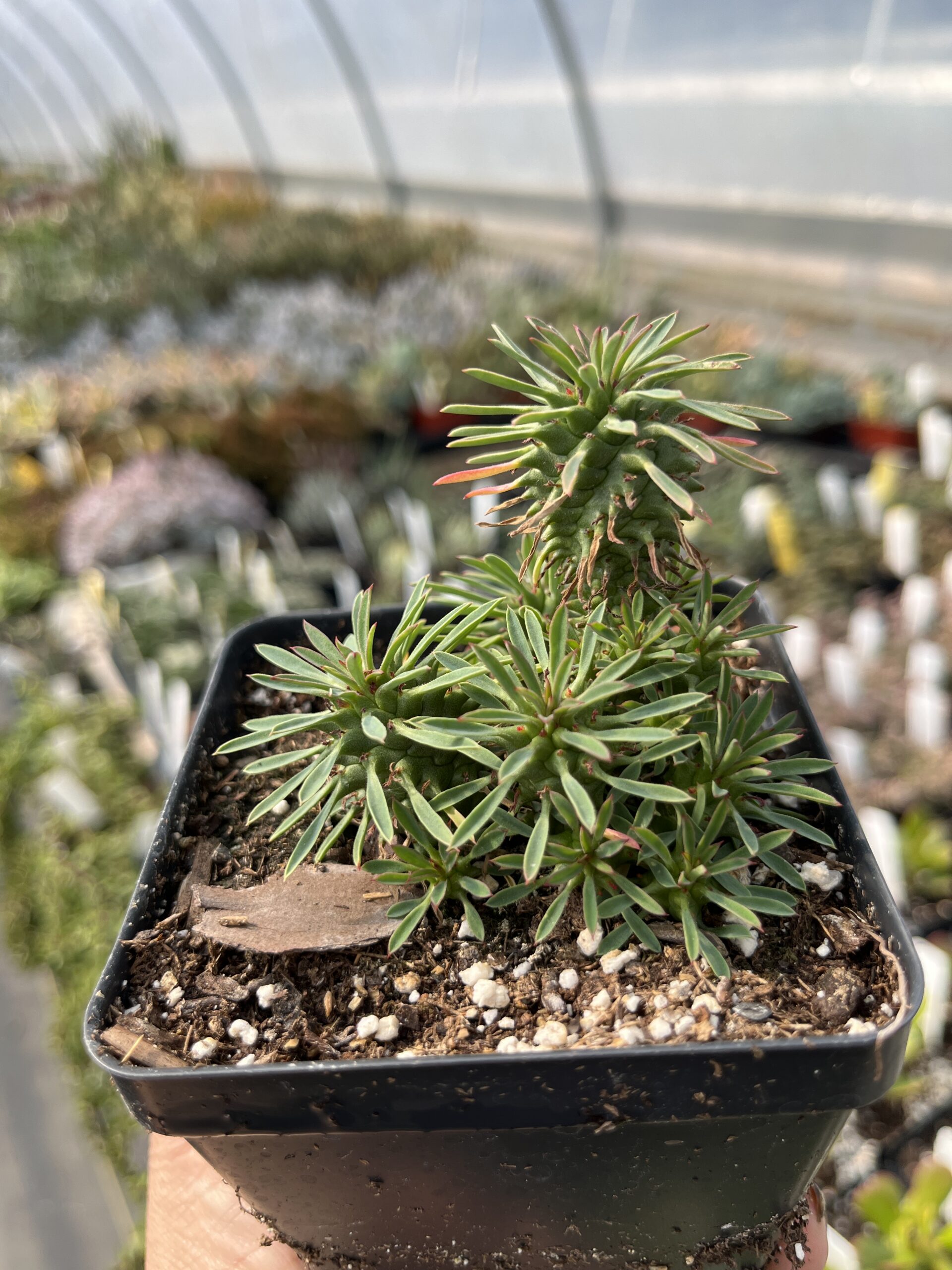 Euphorbia spiralis