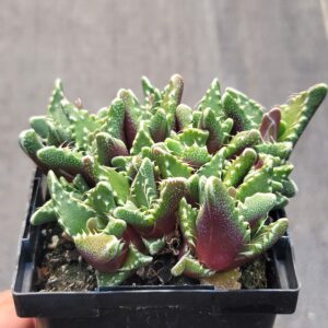 Tiger jaw plant (Faucaria tuberculosa)