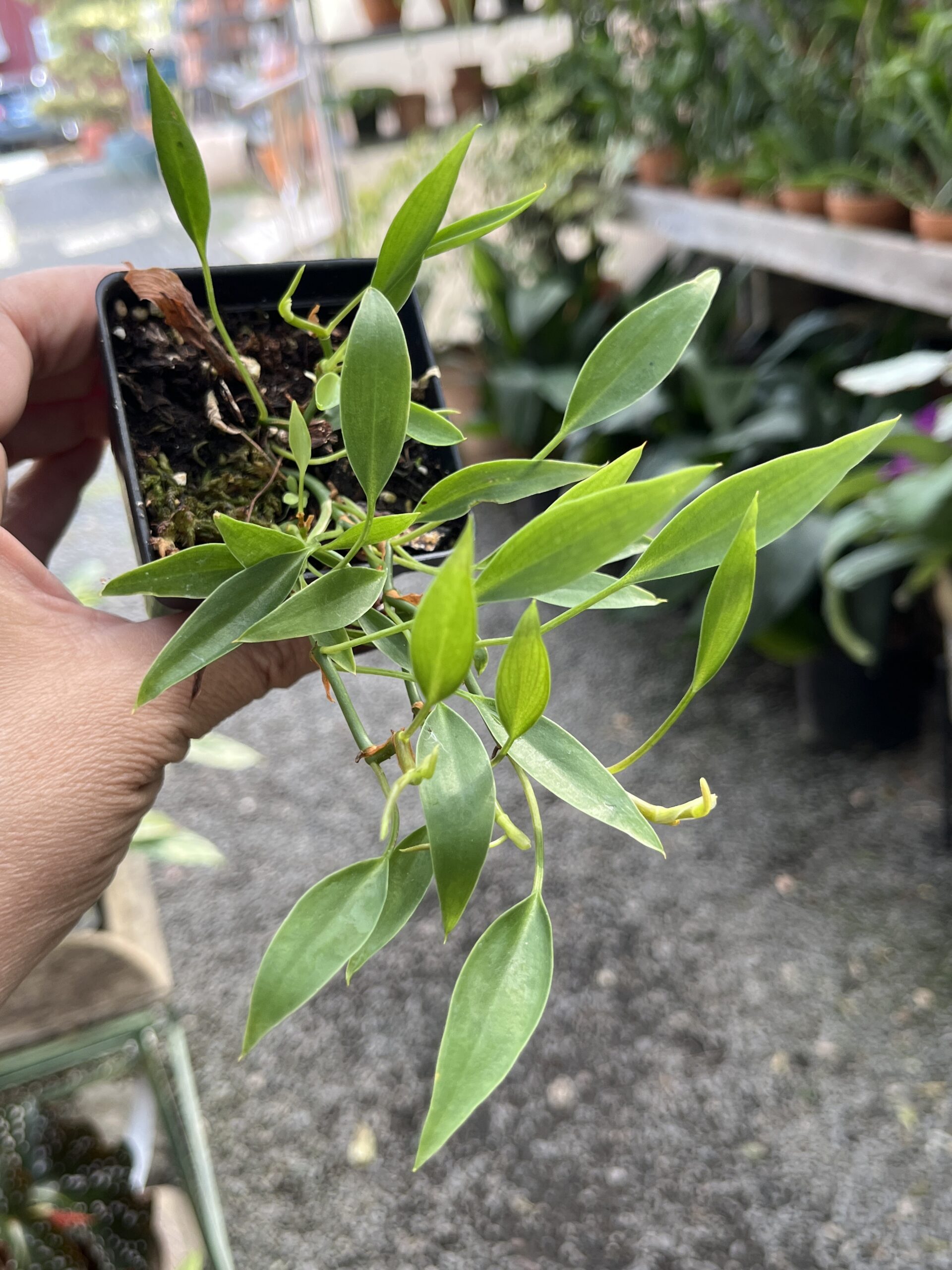 Philodendron 'Frilly Philly' - Image 2