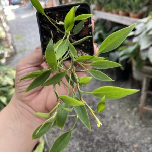 Philodendron 'Frilly Philly'