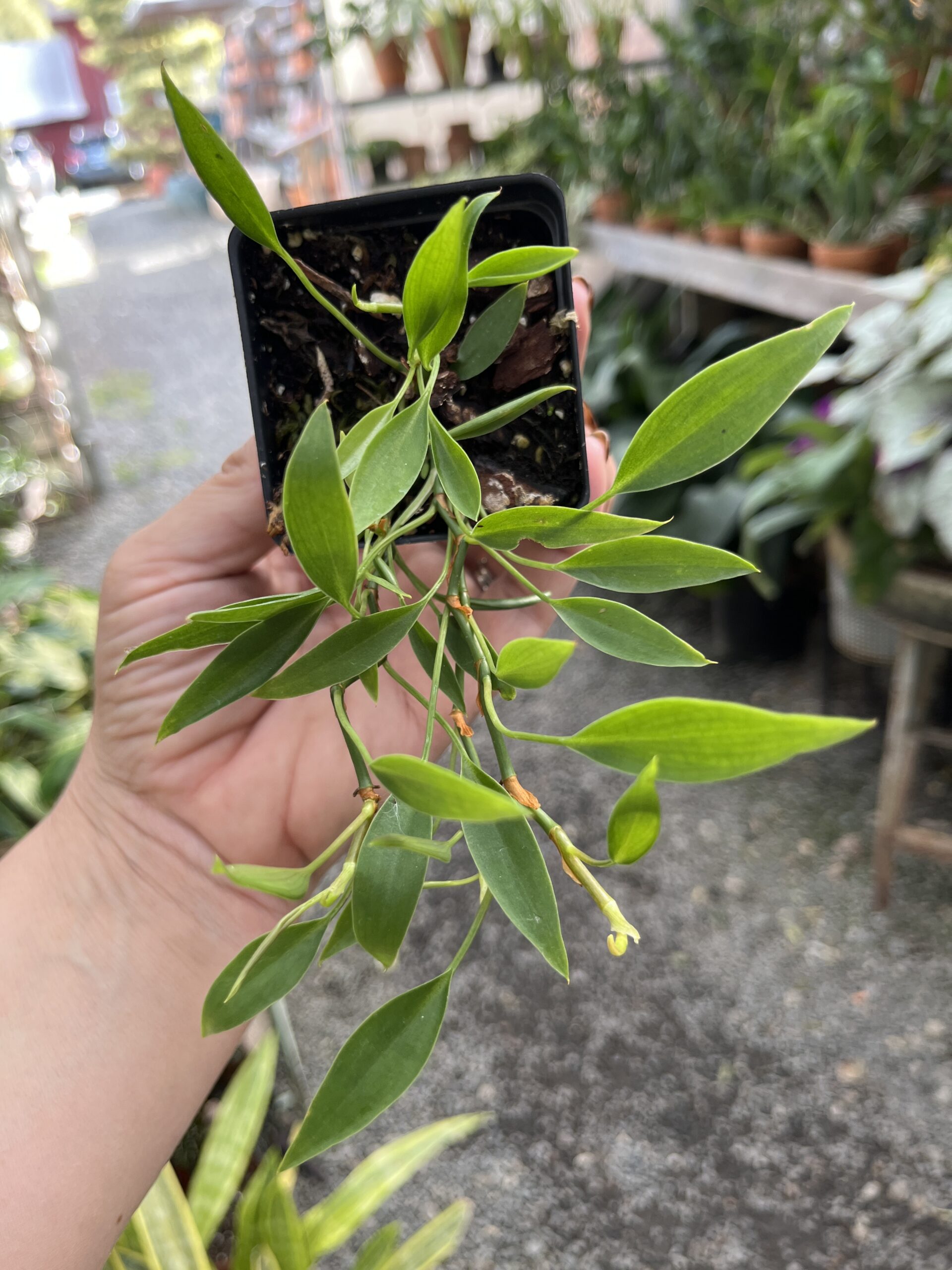 Philodendron 'Frilly Philly'