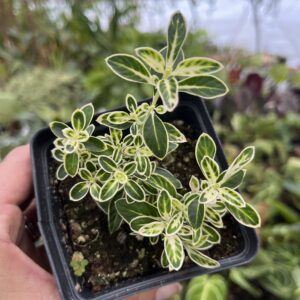 Serissa foetida 'Mt. Fuji'