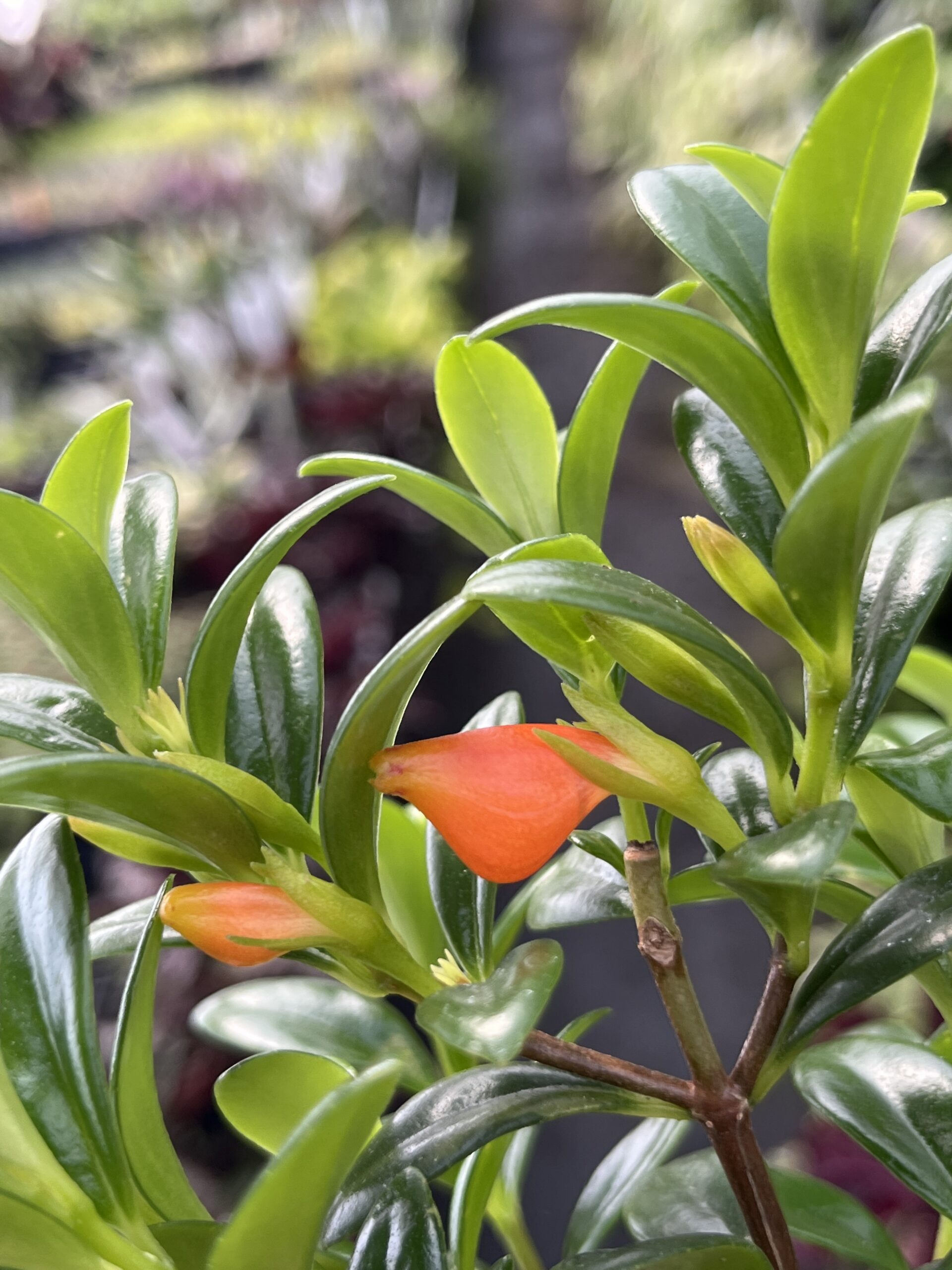 Nematanthus Gregarius 'Goldfish plant' - Image 2