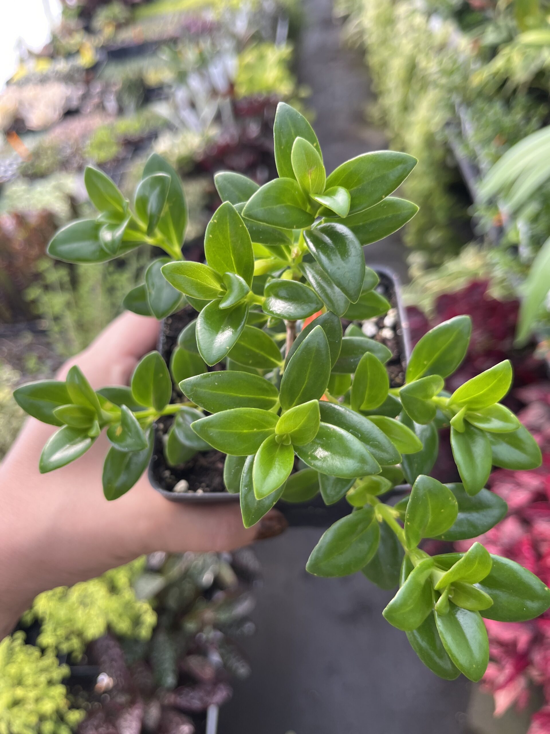 Nematanthus Gregarius 'Goldfish plant' - Image 3