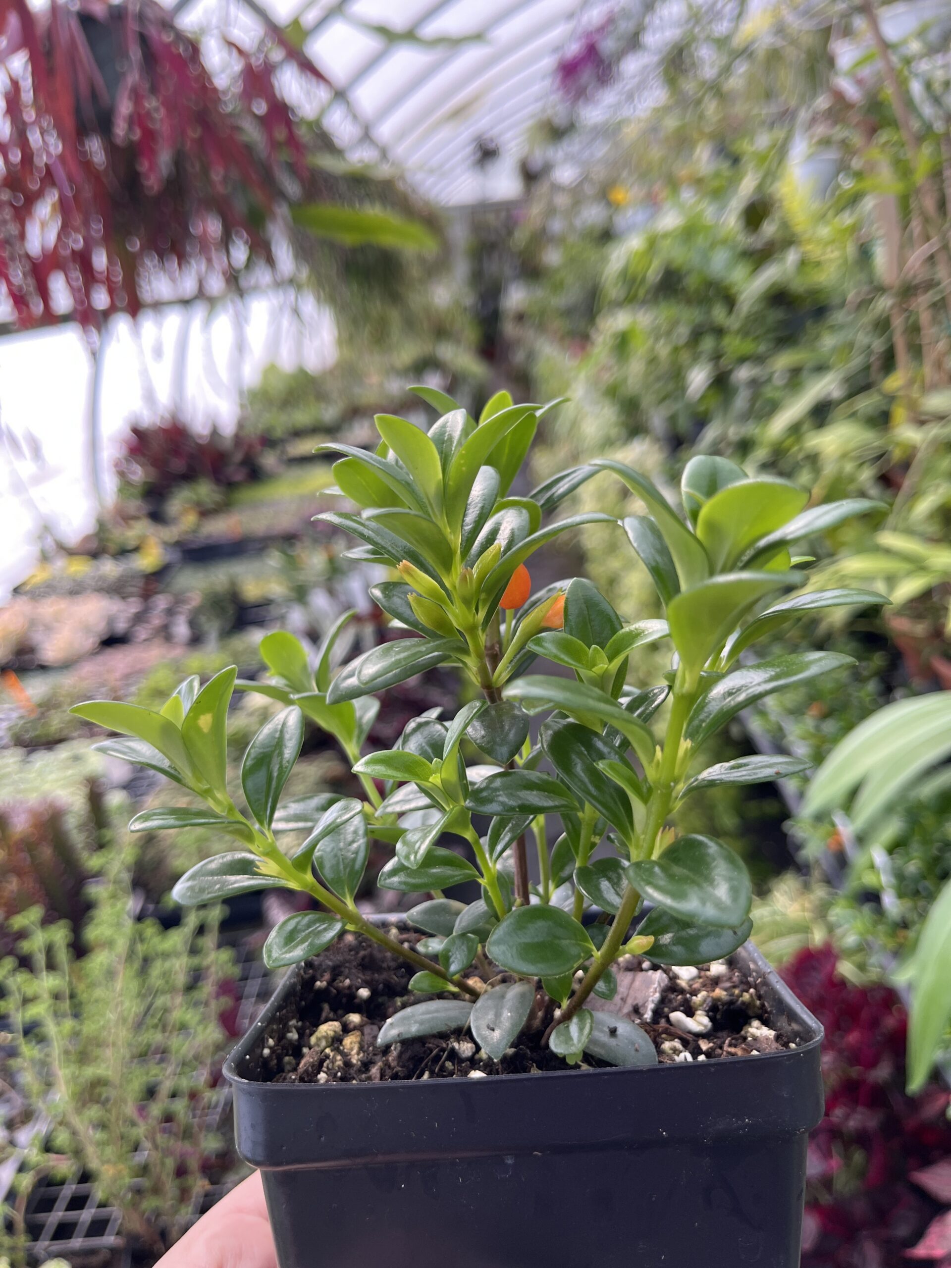 Nematanthus Gregarius 'Goldfish plant' - Image 5