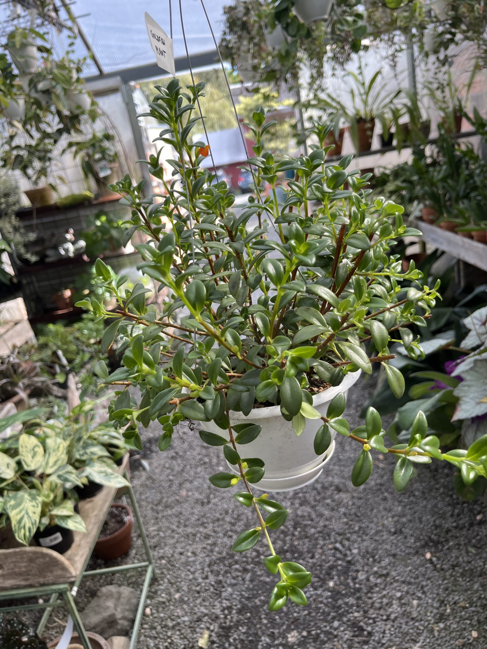 Nematanthus Gregarius 'Goldfish plant' - Image 4