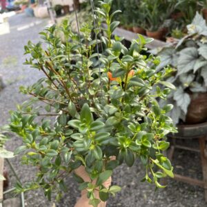 Nematanthus Gregarius 'Goldfish plant'