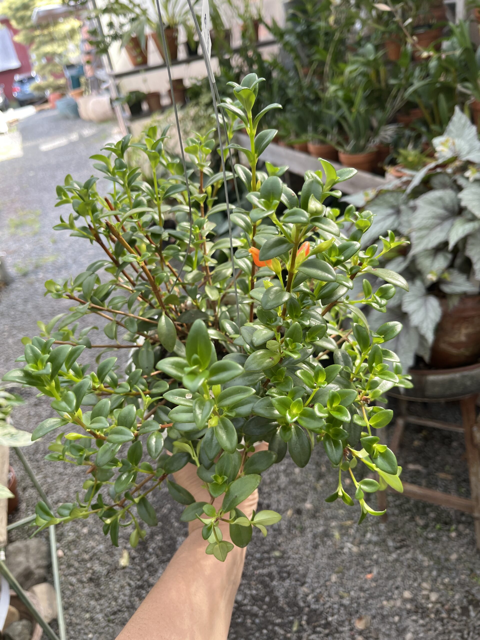 Nematanthus Gregarius 'Goldfish plant'