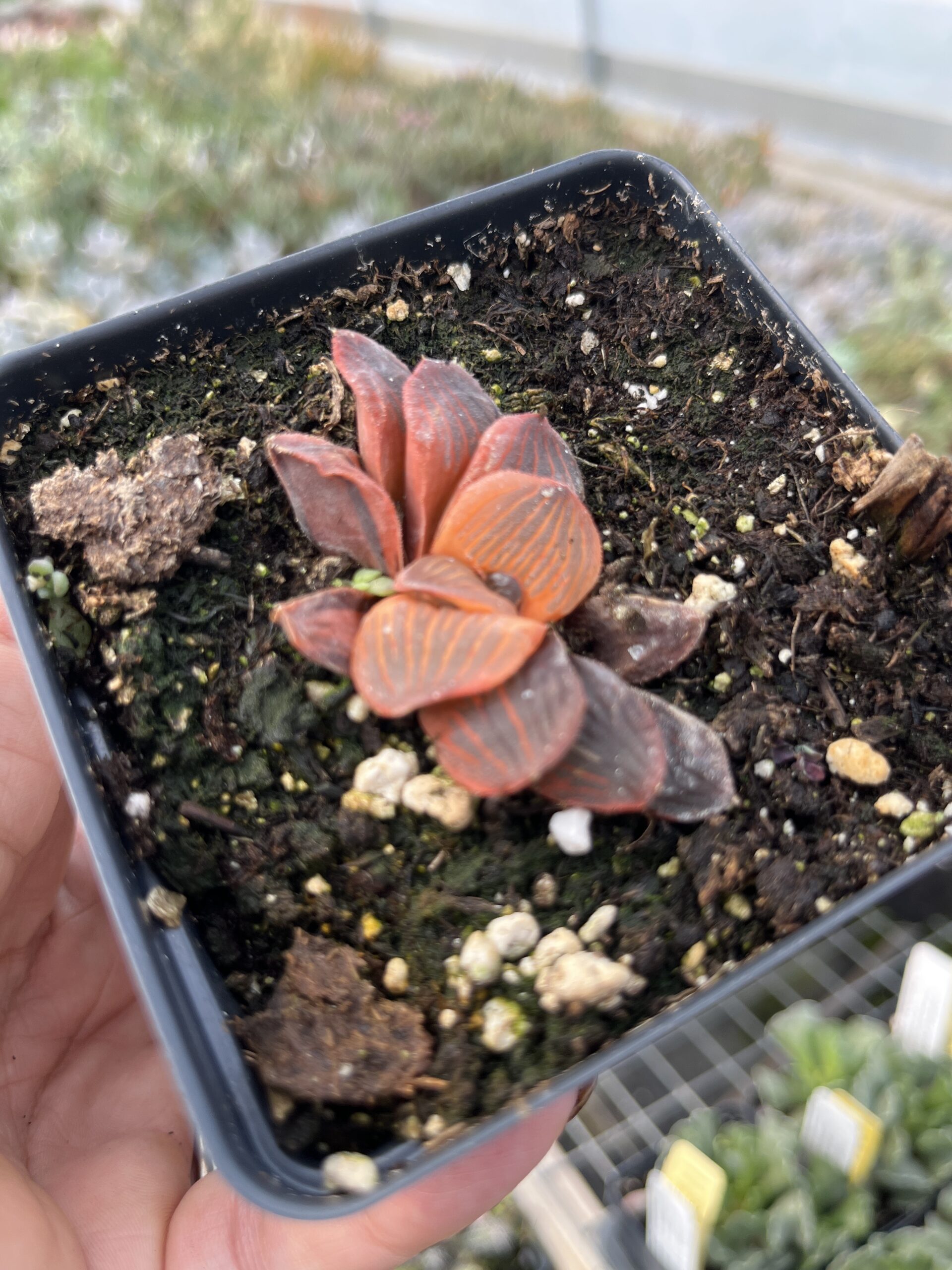 Haworthia 'Yaso-no-mori' - Image 2