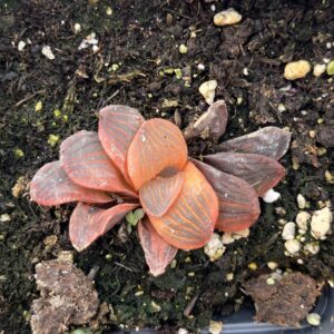 Haworthia 'Yaso-no-mori'