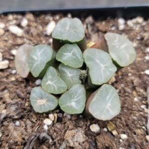 Haworthia maughanii 'Aurora'