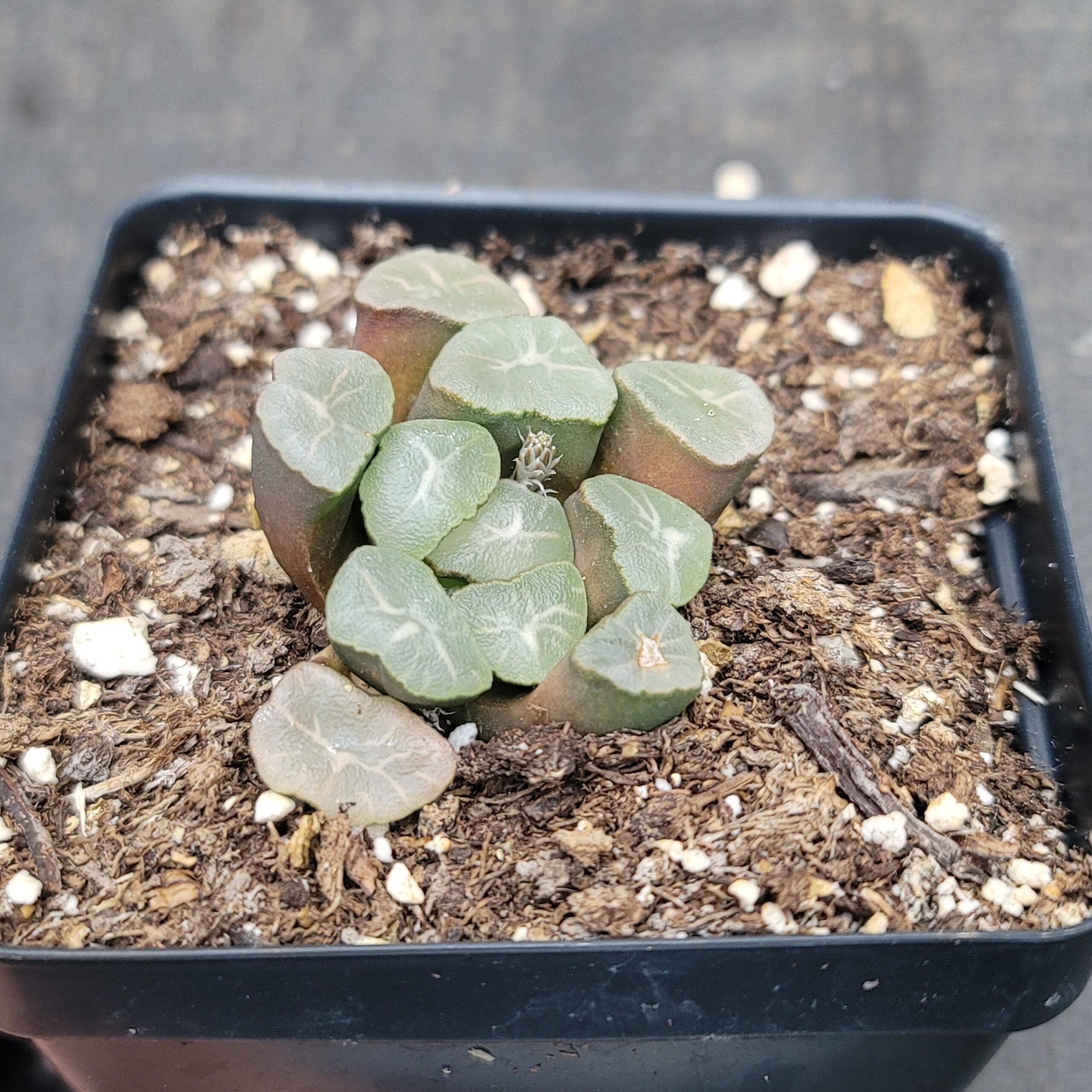 Haworthia maughanii 'Aurora' - Image 2
