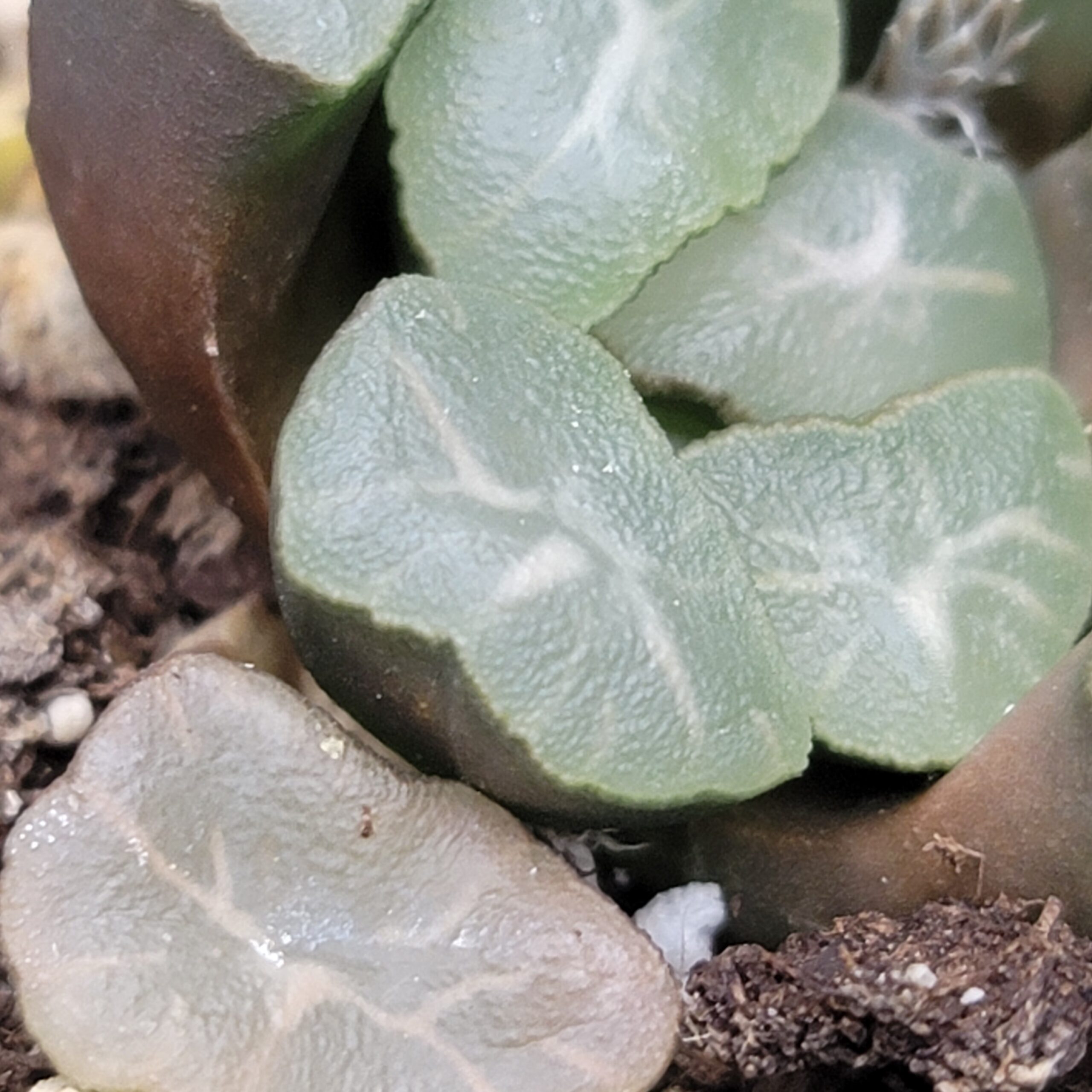 Haworthia maughanii 'Aurora' - Image 3
