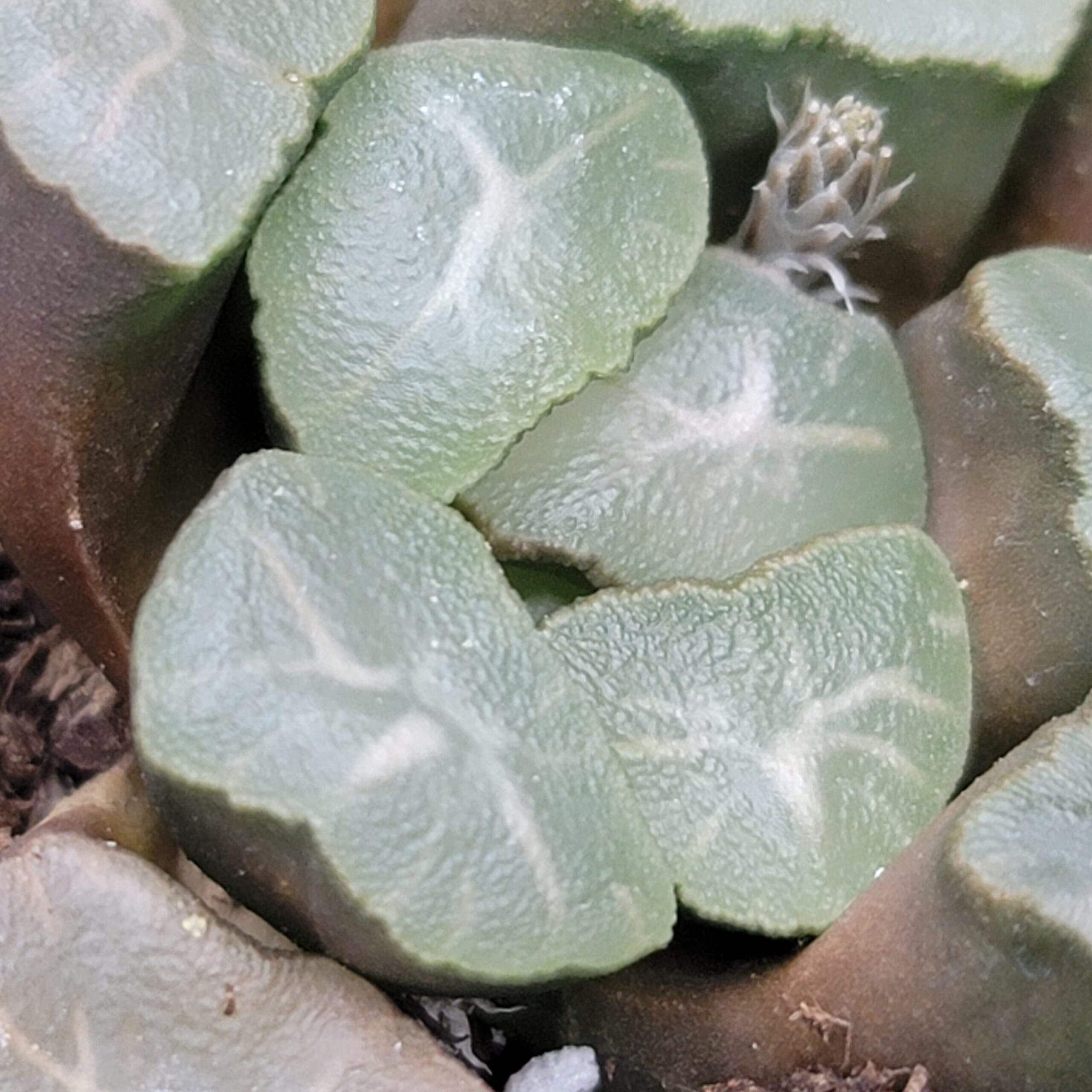 Haworthia maughanii 'Aurora' - Image 4