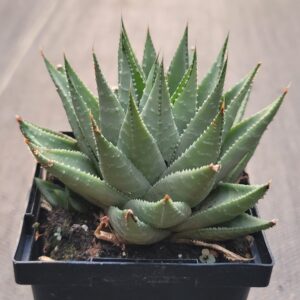 Haworthia Savanna