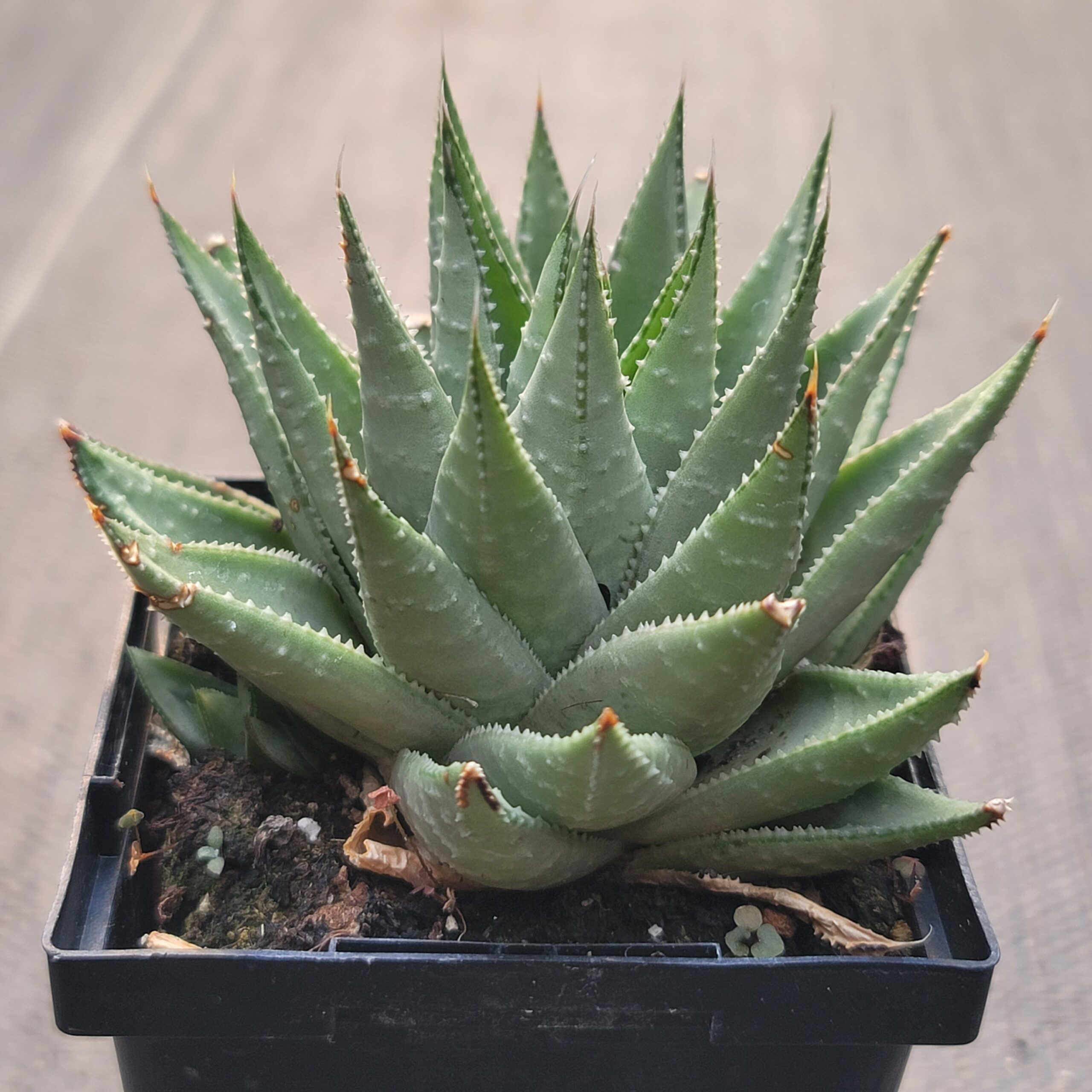 Haworthia Savanna