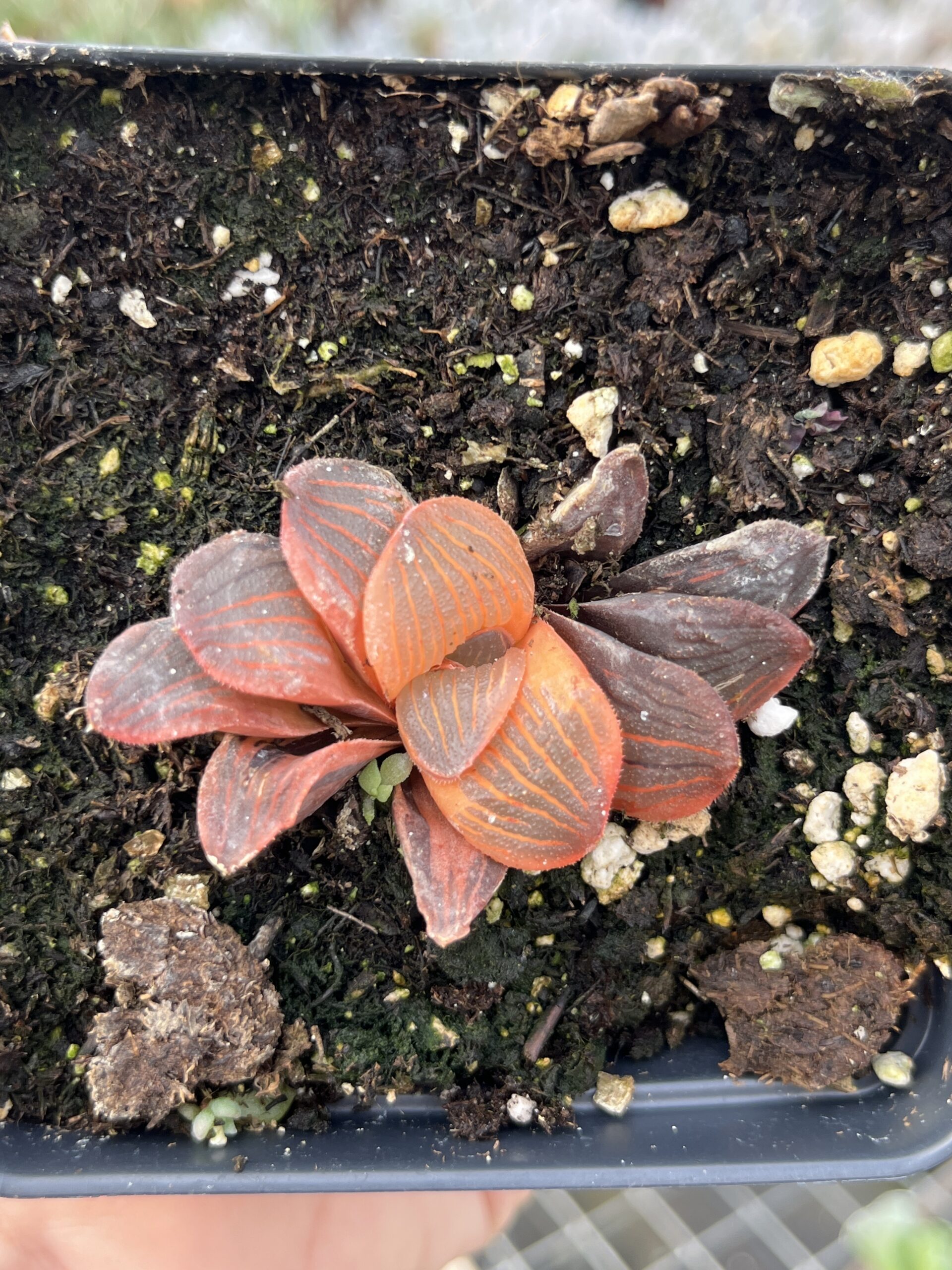 Haworthia 'Yaso-no-mori'