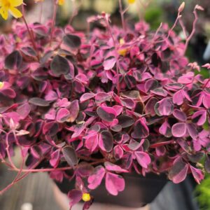 Oxalis spiralis ssp. vulcanicola 'Plum Crazy'