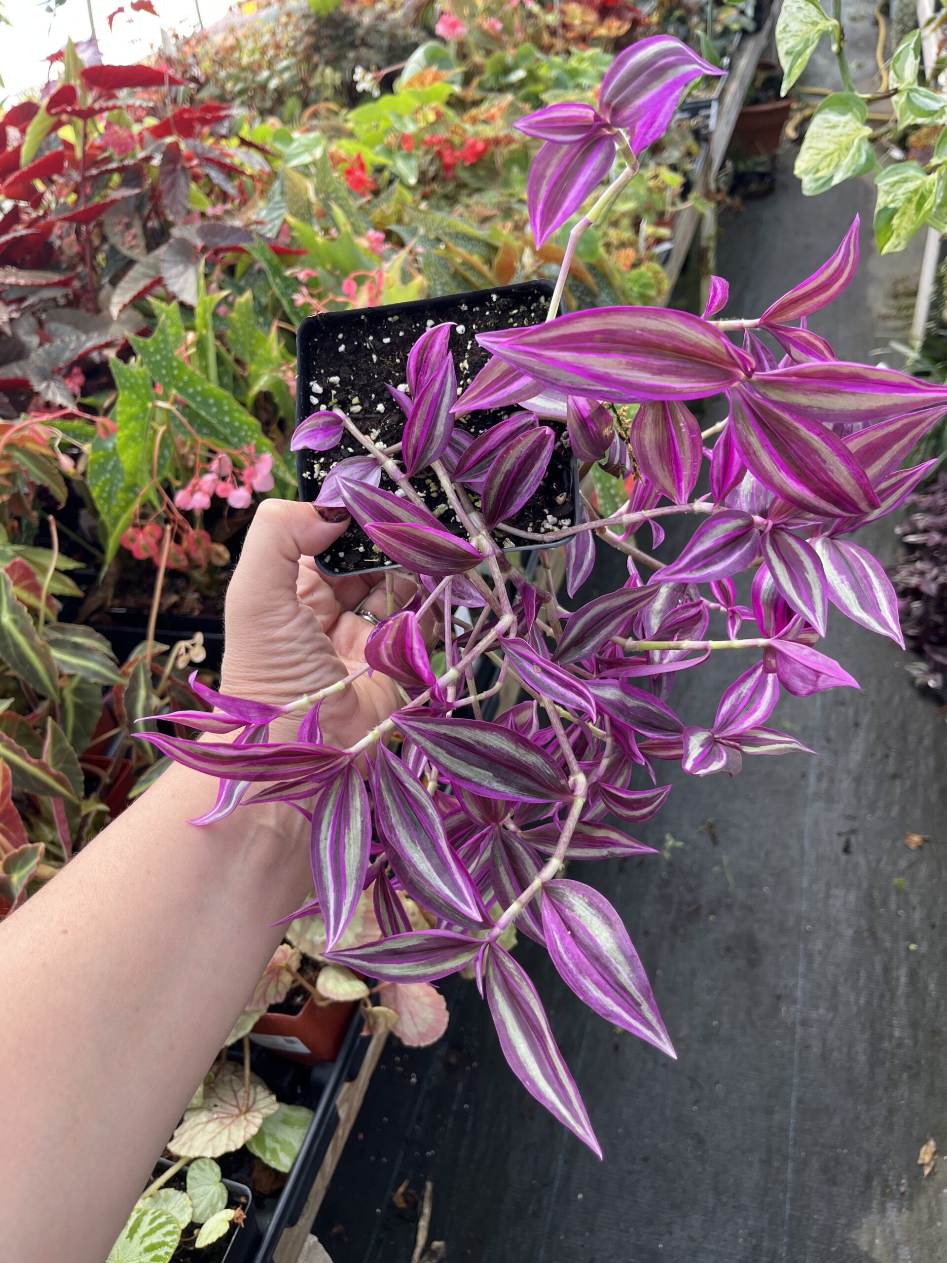 Tradescantia 'Pink Paradise' - Image 3
