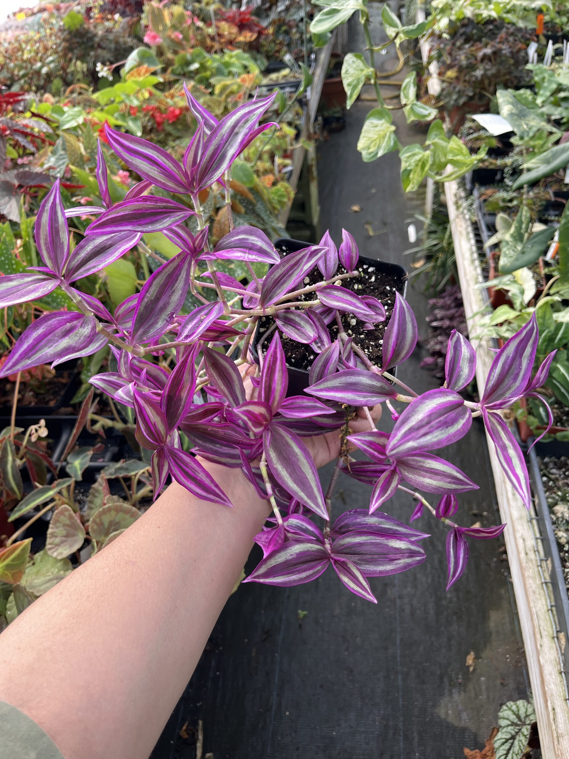 Tradescantia 'Pink Paradise' - Image 6