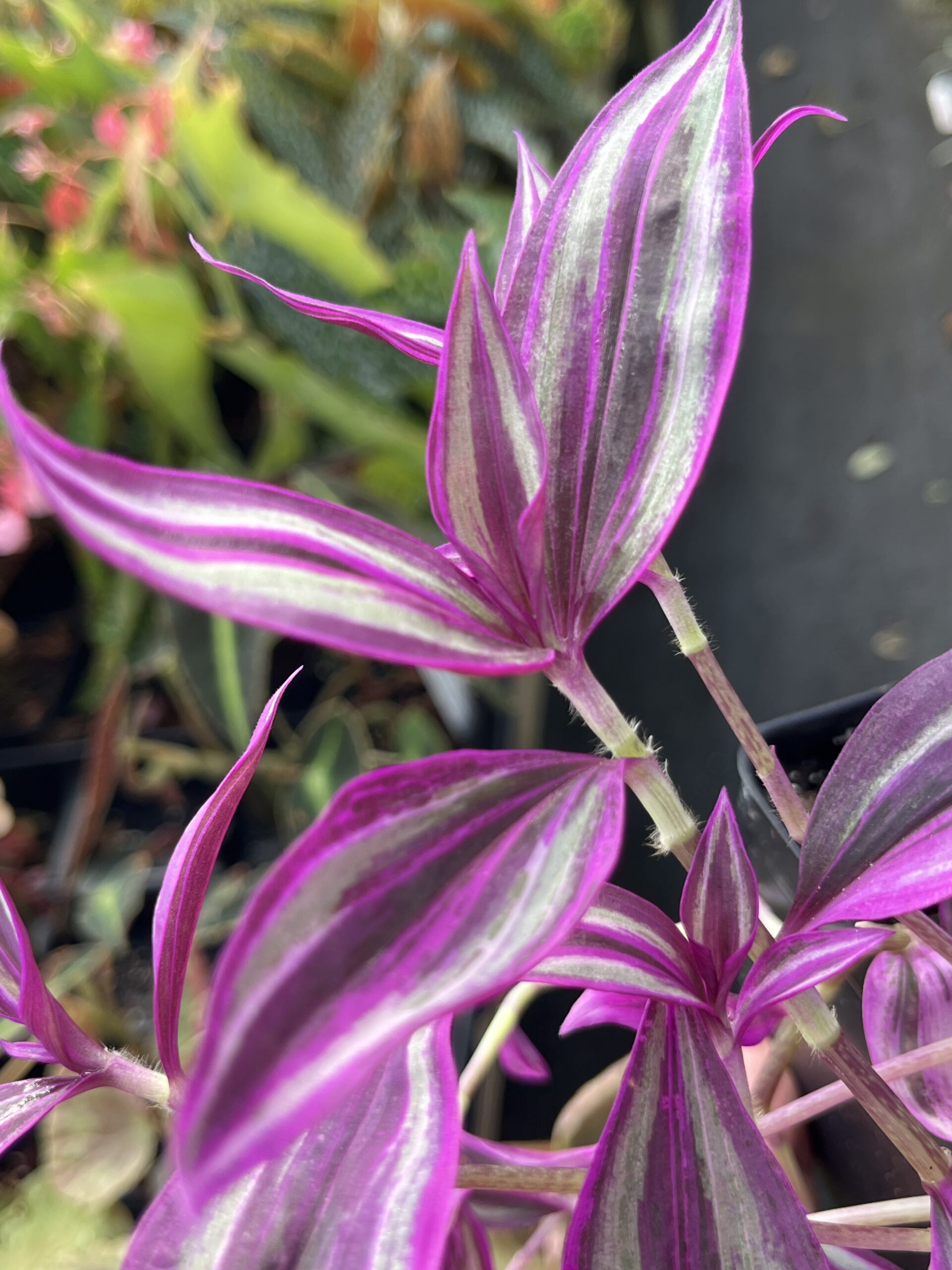 Tradescantia 'Pink Paradise' - Image 5