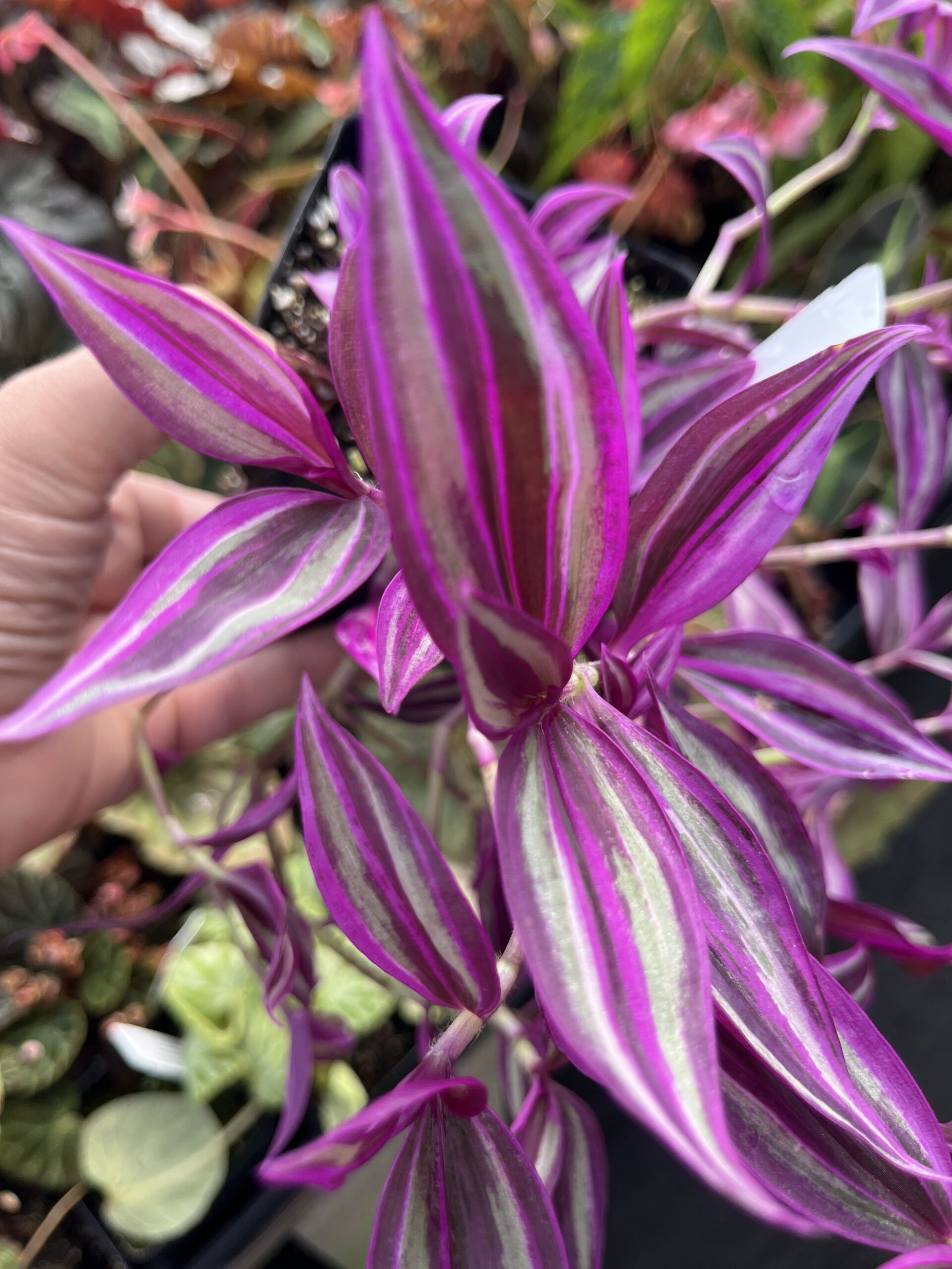 Tradescantia 'Pink Paradise' - Image 4