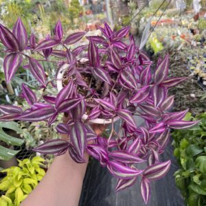 Tradescantia 'Pink Paradise'