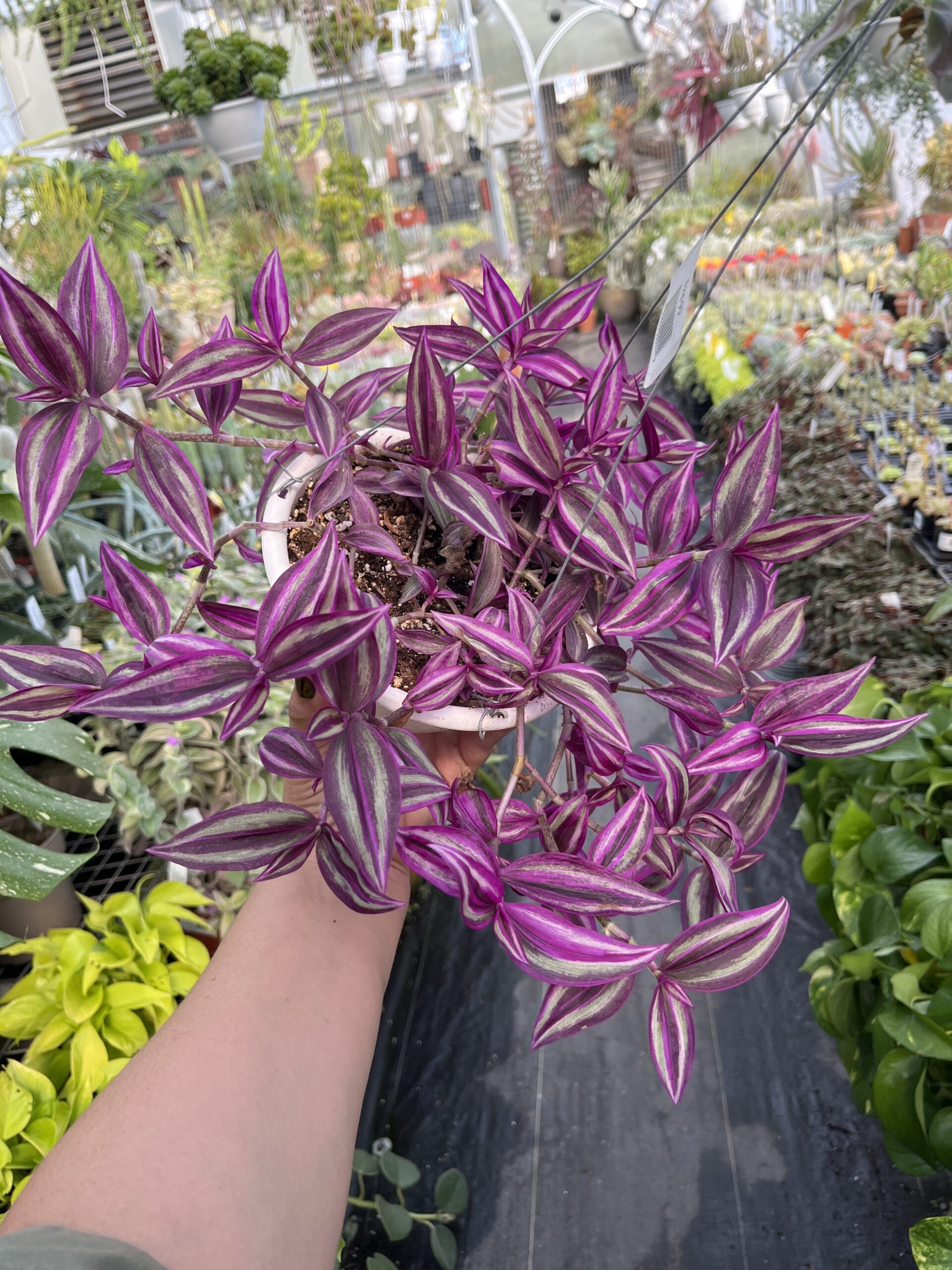 Tradescantia 'Pink Paradise'