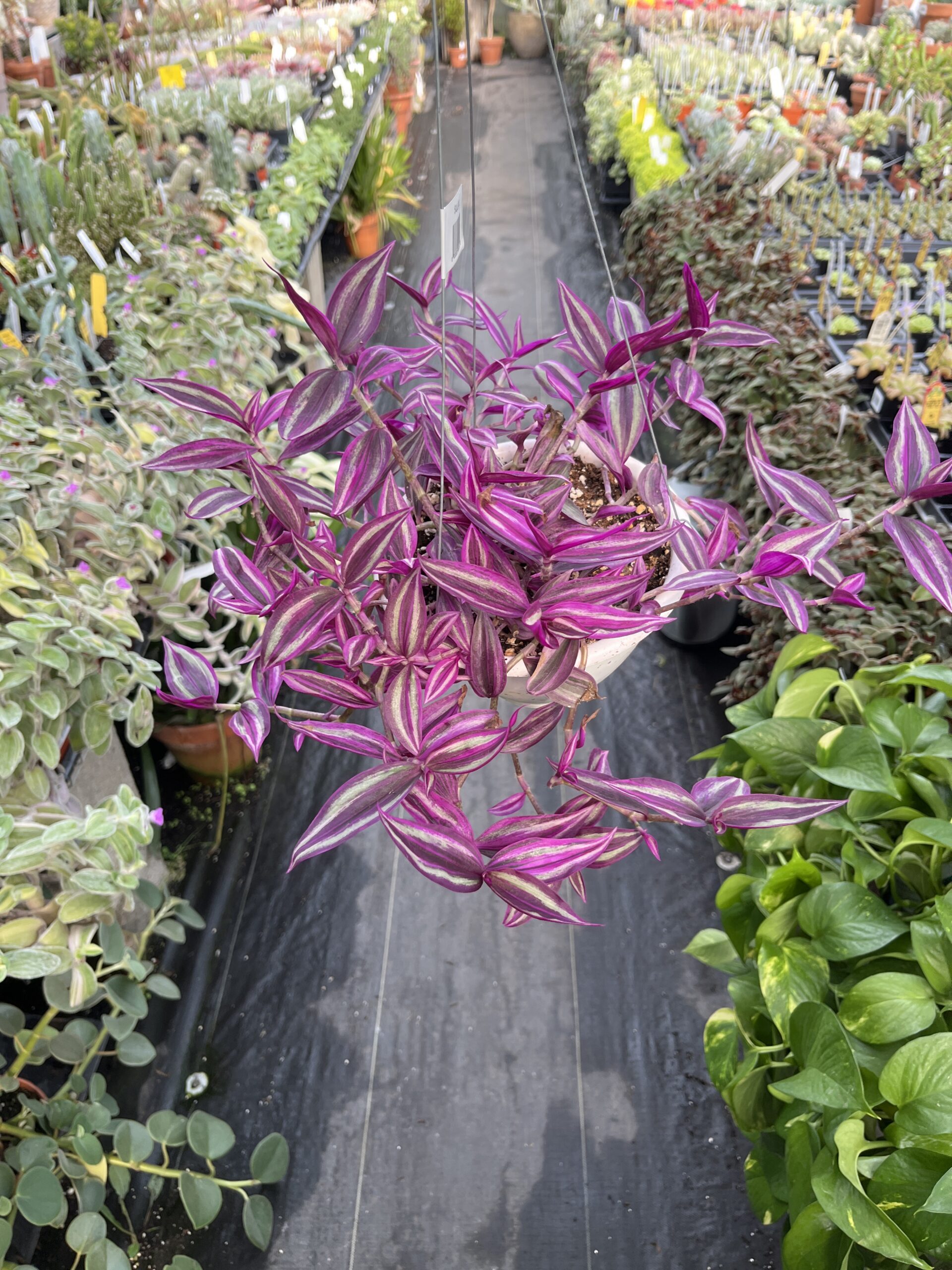 Tradescantia 'Pink Paradise' - Image 2