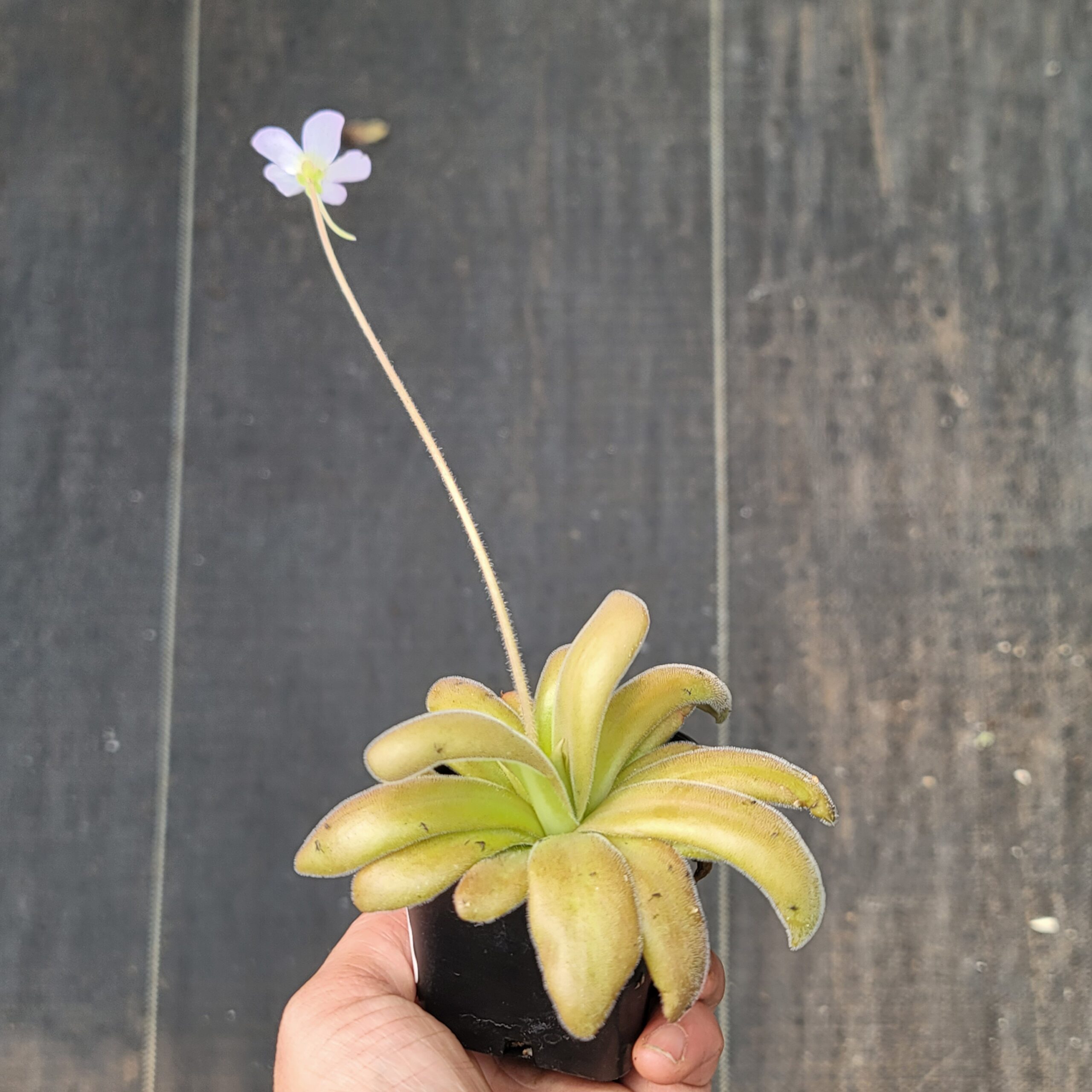 Pinguicula agnata x gypsicola (butterwort) - Image 2