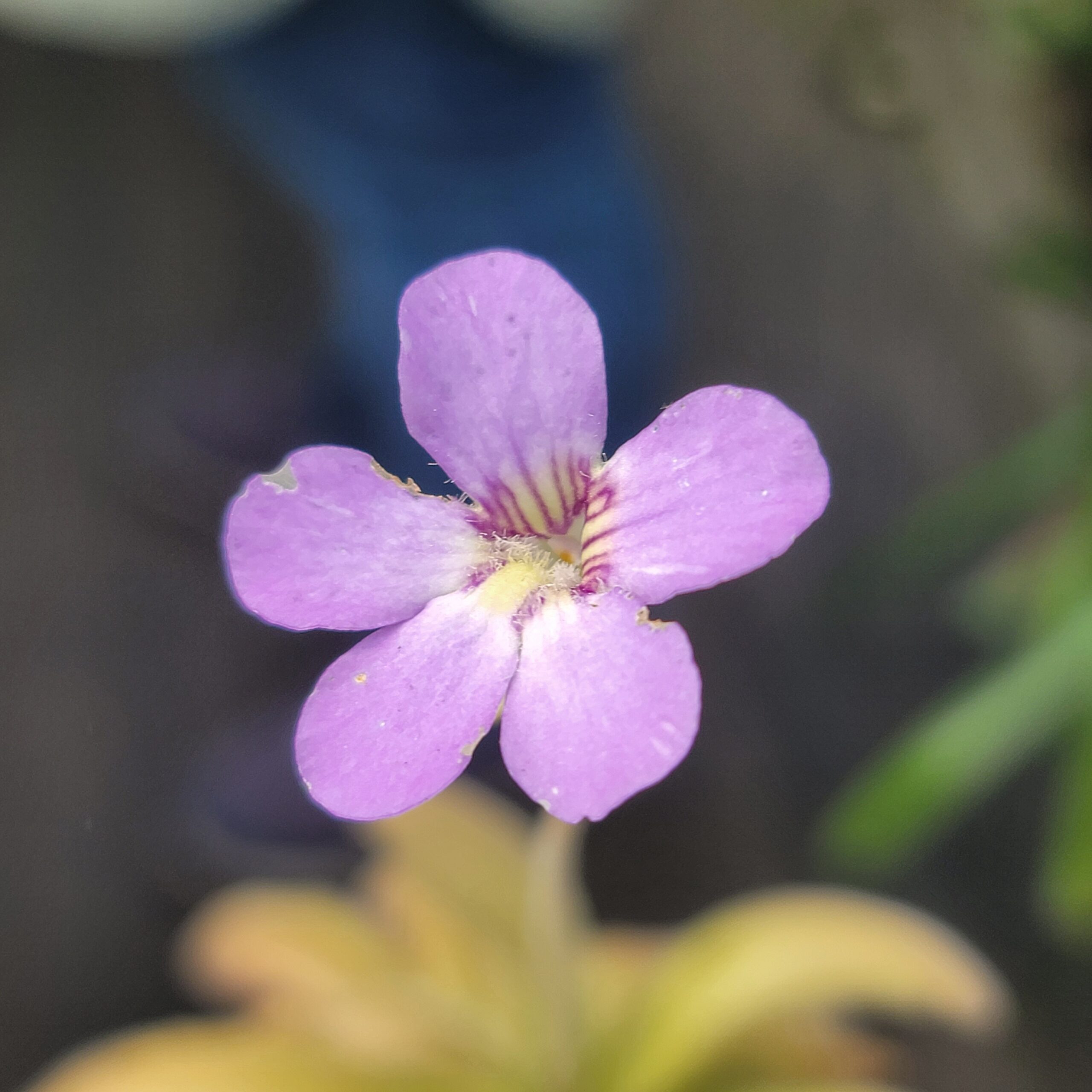 Pinguicula agnata x gypsicola (butterwort) - Image 3