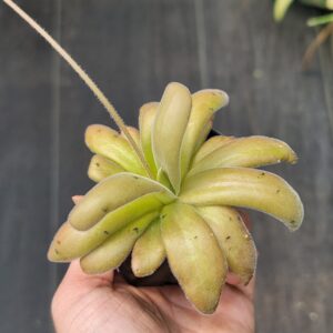 Pinguicula agnata x gypsicola (butterwort)