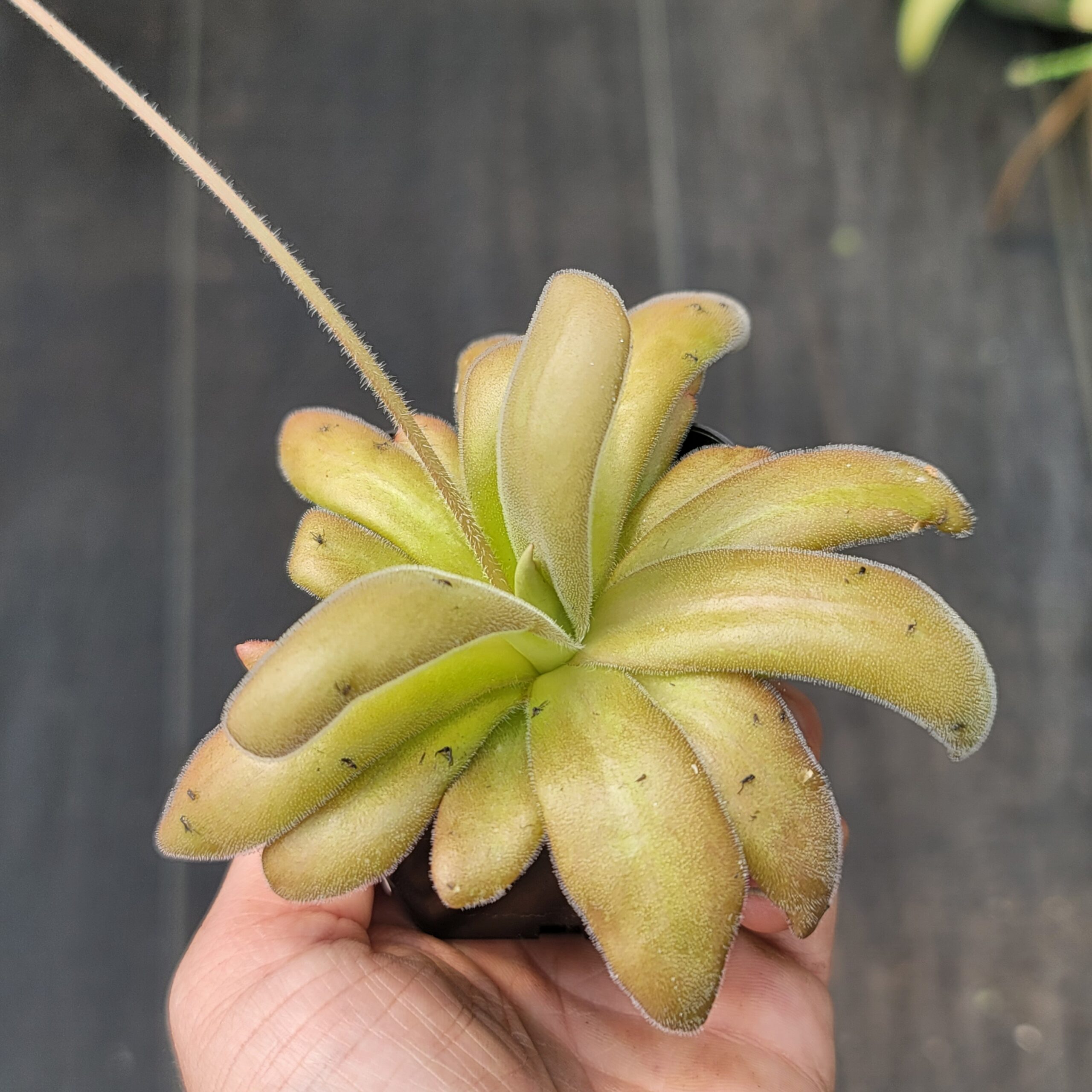 Pinguicula agnata x gypsicola (butterwort)