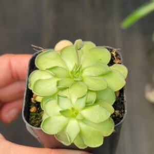 Pinguicula cyclosecta (butterwort)