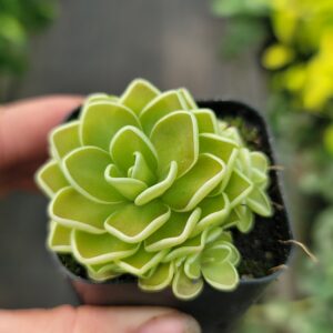 Pinguicula jaumavensis (butterwort)
