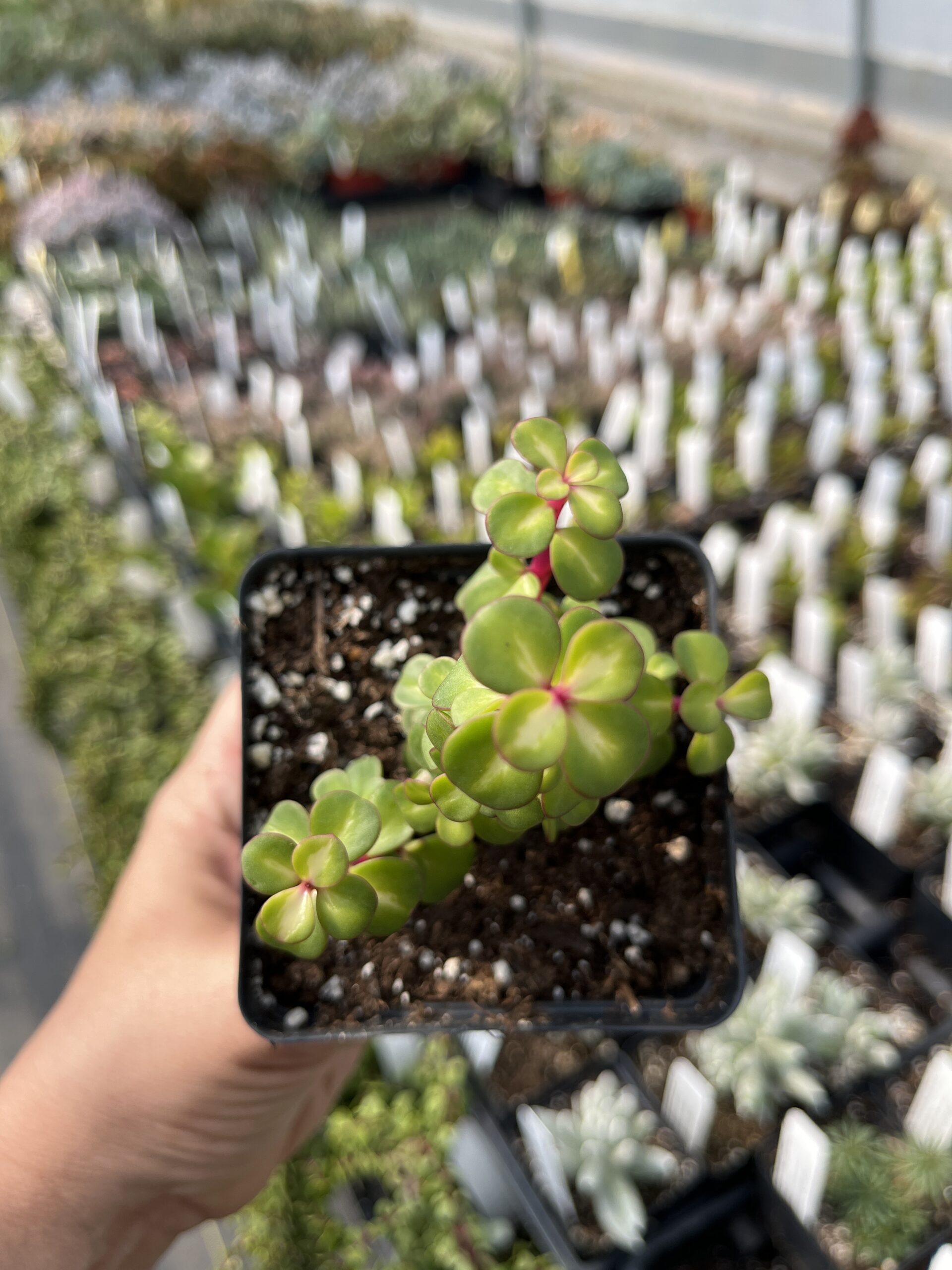 Portulacaria afra 'Medio-picta' - Image 2