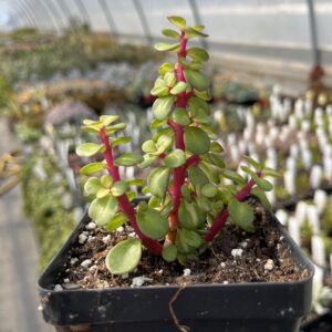 Portulacaria afra 'Medio-picta'