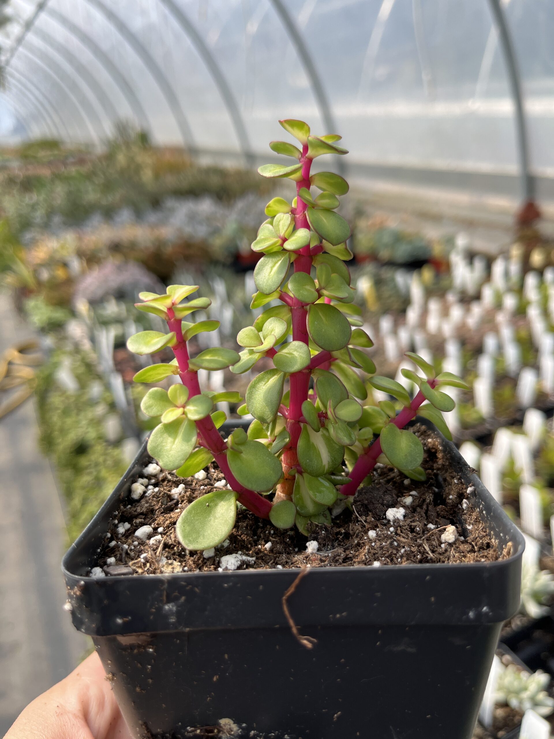 Portulacaria afra 'Medio-picta'