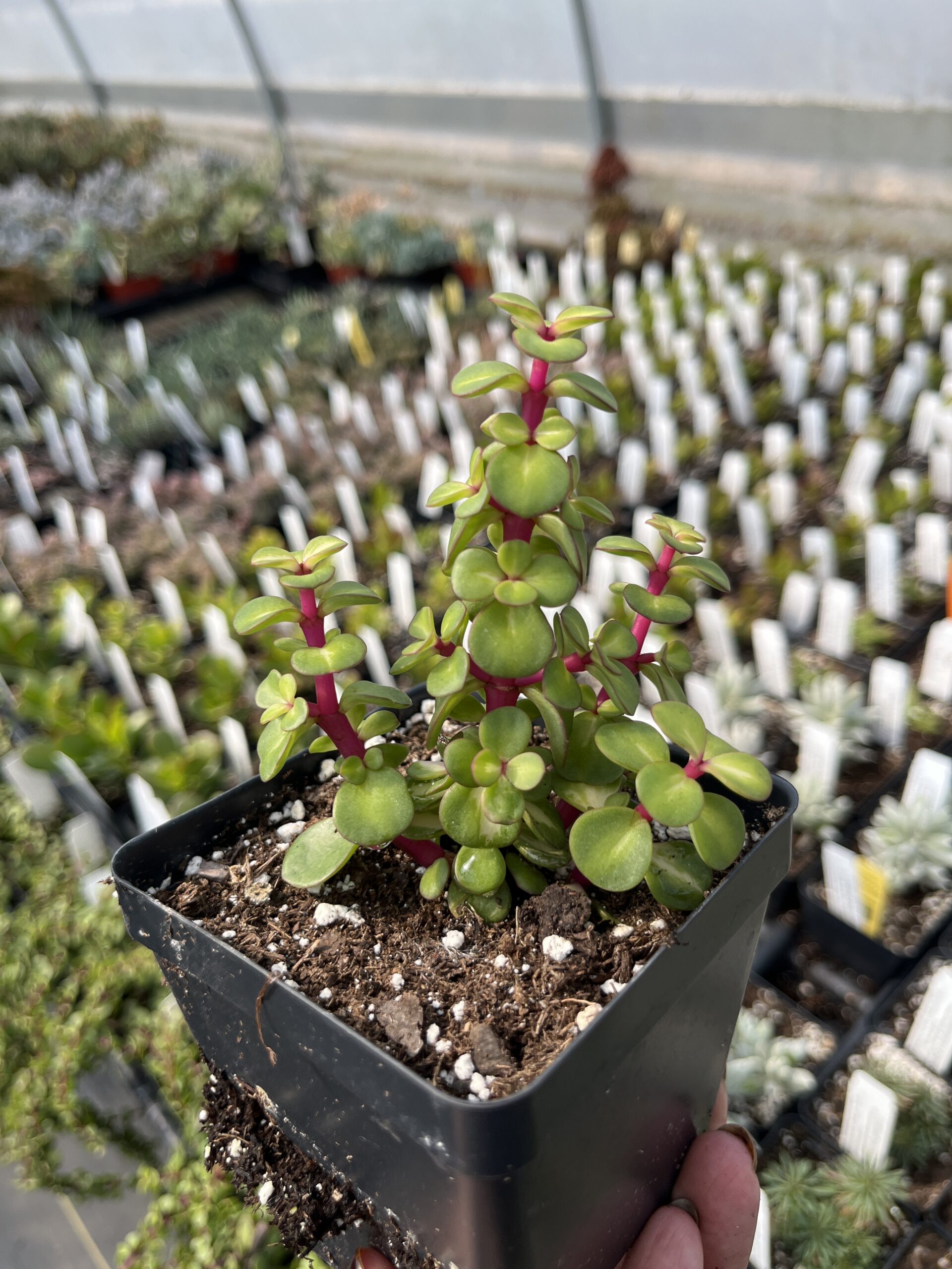 Portulacaria afra 'Medio-picta' - Image 3