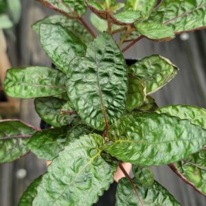 Purple Waffle Plant (Hemigraphis alternata)